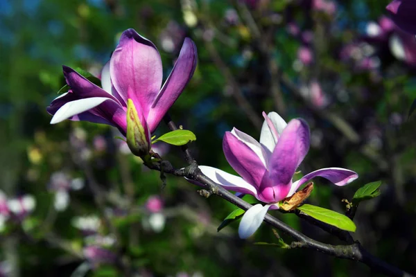 Lotus-kwieciany kwiat Magnolia zbliżenie, piękny biały z różowym — Zdjęcie stockowe