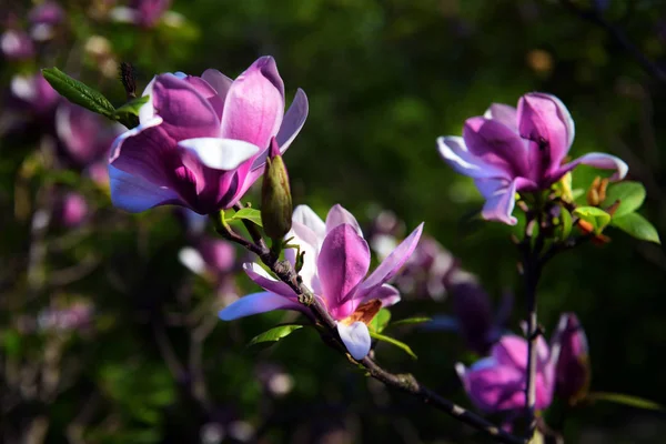 Lotus-blommig Magnolia blomma närbild, vacker vit med rosa — Stockfoto