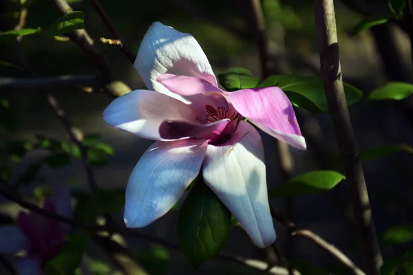 Fiore di loto Magnolia primo piano, bellissimo bianco con rosa — Foto Stock