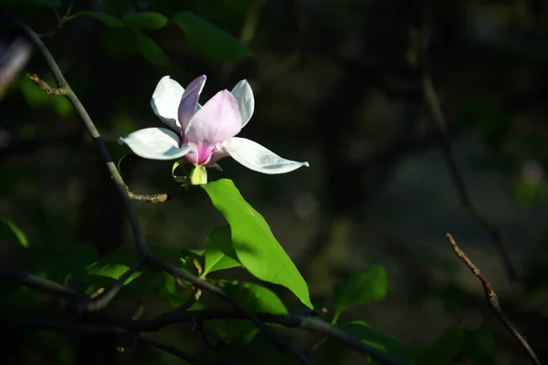 Flor de lótus Magnolia closeup flor, branco bonito com rosa — Fotografia de Stock