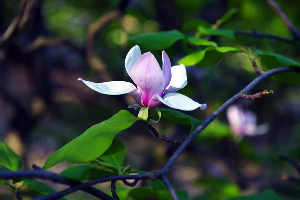 Lotus-kwieciany kwiat Magnolia zbliżenie, piękny biały z różowym — Zdjęcie stockowe