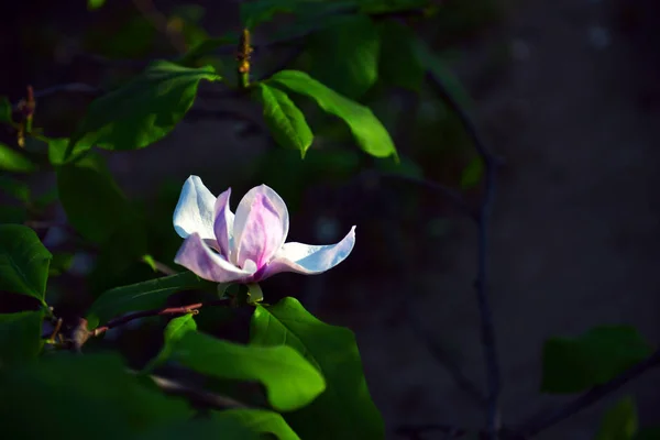 Квітка Магнолії, квітка лотоса крупним планом, гарний білий з рожевим — стокове фото