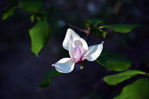 Lotus virágú Magnolia virág closeup, gyönyörű fehér, rózsaszín — Stock Fotó