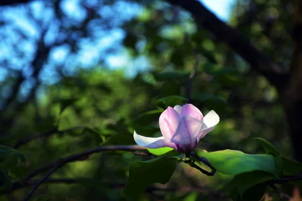 Magnolia à fleurs de lotus gros plan, beau blanc avec rose — Photo