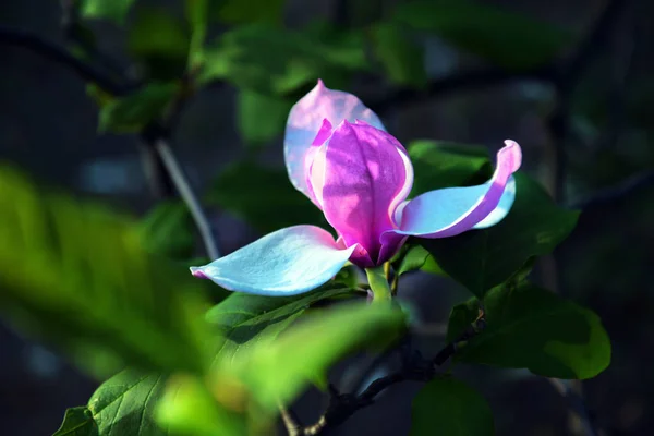 Lotus-flowered Magnolia flower closeup,beautiful white with pink — Stock Photo, Image