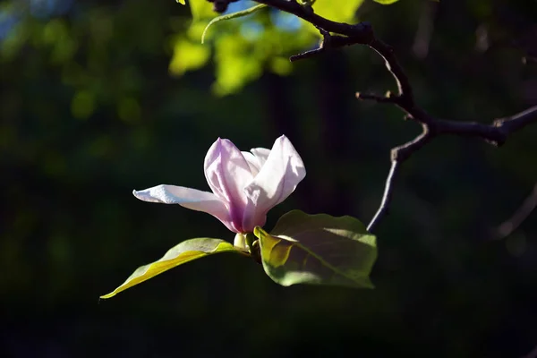 Λωτός λουλούδι μανόλια κοντινά πλάνα, όμορφο λευκό με ροζ — Φωτογραφία Αρχείου