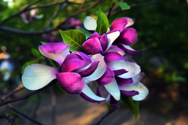 Lotus-blommig Magnolia blomma närbild, vacker vit med rosa — Stockfoto