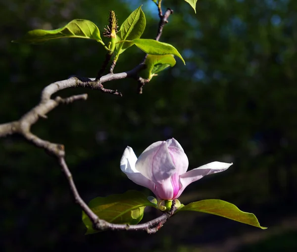 Lotus-kwieciany kwiat Magnolia zbliżenie, piękny biały z różowym — Zdjęcie stockowe