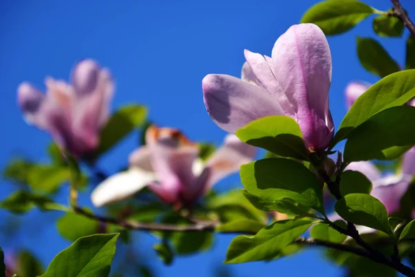 Lotus-kwieciany kwiat Magnolia zbliżenie, piękny biały z różowym — Zdjęcie stockowe