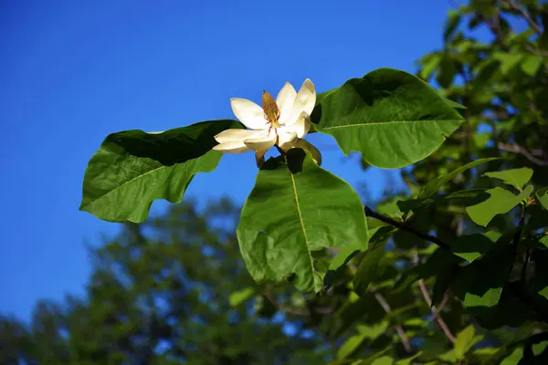 Flor de loto Magnolia flor primer plano, hermoso blanco con rosa — Foto de Stock