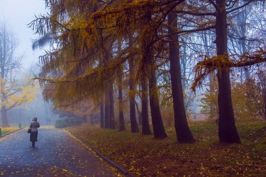 Sonbahar parkı. Manzaralı sonbahar sabahı manzarası. V ile akçaağaç