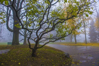Sonbahar parkı. Manzaralı sonbahar sabahı manzarası. V ile akçaağaç
