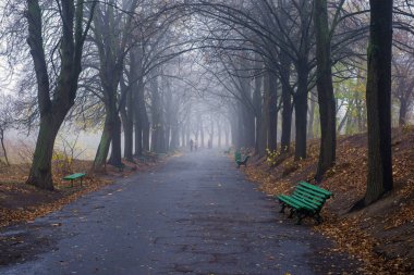 Sonbahar parkı. Manzaralı sonbahar sabahı manzarası. V ile akçaağaç