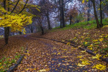 Sonbahar parkı. Manzaralı sonbahar sabahı manzarası. V ile akçaağaç