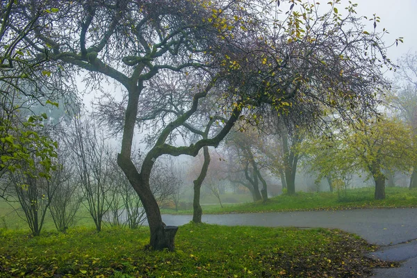 Φθινοπωρινό πάρκο. Γραφικό φθινοπωρινό πρωινό τοπίο. Δέντρα σφενδάμου με v — Φωτογραφία Αρχείου