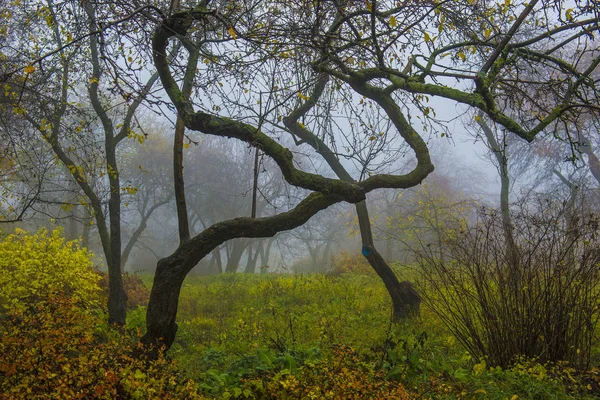 Parque de Outono. Paisagem cênica da manhã de outono. Árvores de bordo com v — Fotografia de Stock