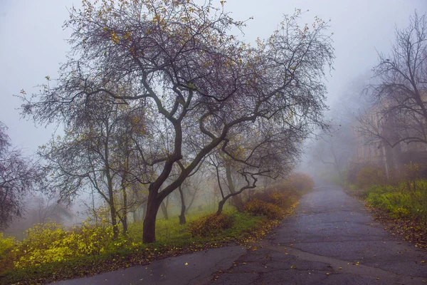 Parque de otoño. Paisaje escénico de otoño por la mañana. Arce árboles con v —  Fotos de Stock