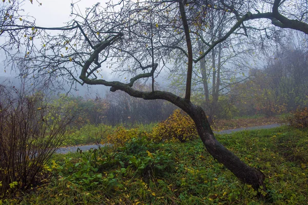 Podzimní park. Scénická podzimní ranní krajina. Javorové stromy s v — Stock fotografie