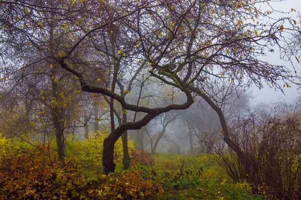 Jesienny park. Malowniczy jesienny poranek. Klonowe drzewa z v — Zdjęcie stockowe