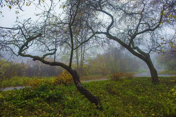 Parque de Outono. Paisagem cênica da manhã de outono. Árvores de bordo com v — Fotografia de Stock