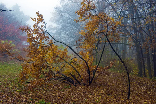 가을 파크. 아름다운 가을 아침 풍경이다. V 자 가 달린 단풍나무 — 스톡 사진