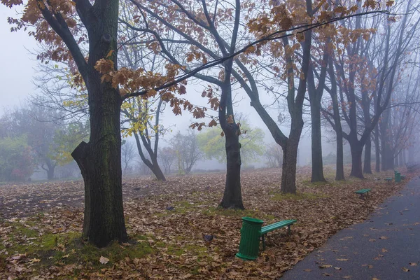 Autumn park. Scenic autumn morning landscape. Maple trees with v — Stock Photo, Image