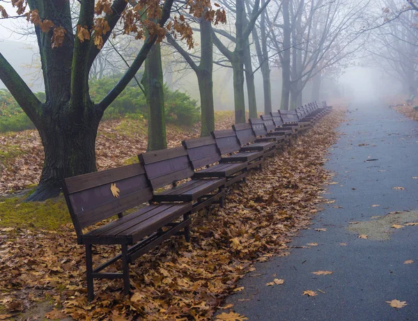 Осенний парк. Сценический осенний утренний пейзаж. Кленовые деревья с v — стоковое фото