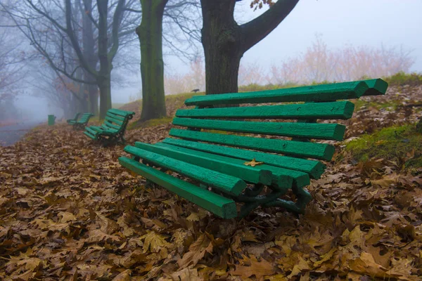 Parque de otoño. Paisaje escénico de otoño por la mañana. Arce árboles con v —  Fotos de Stock