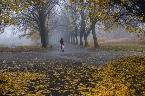 Podzimní park. Scénická podzimní ranní krajina. Javorové stromy s v — Stock fotografie