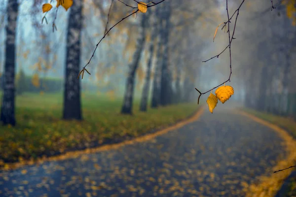 Herfstpark. Scenic herfst ochtend landschap. Esdoornbomen met v — Stockfoto