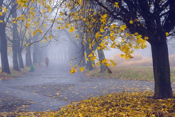 Autumn Parkban. Szcenikus őszi reggeli táj. Juharfák v-vel — Stock Fotó