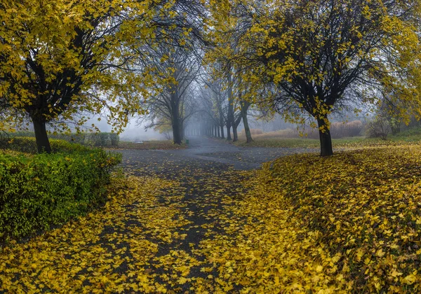 Podzimní park. Scénická podzimní ranní krajina. Javorové stromy s v — Stock fotografie