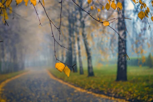 Podzimní park. Scénická podzimní ranní krajina. Javorové stromy s v — Stock fotografie