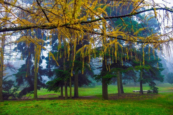 Podzimní park. Scénická podzimní ranní krajina. Javorové stromy s v — Stock fotografie