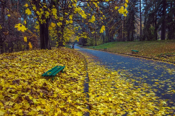 Autumn park. Scenic autumn morning landscape. Maple trees with v — Stock Photo, Image