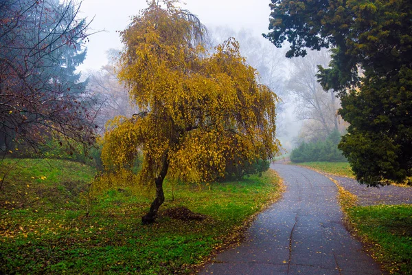 Jesienny park. Malowniczy jesienny poranek. Klonowe drzewa z v — Zdjęcie stockowe