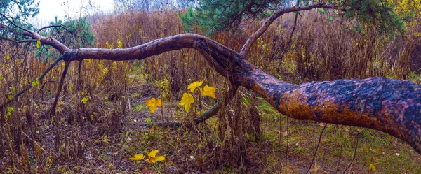 Осенний парк. Сценический осенний утренний пейзаж. Кленовые деревья с v — стоковое фото