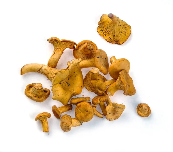 Verschillende Verse Chanterelle Champignons Van Verschillende Grootte Een Witte Achtergrond — Stockfoto