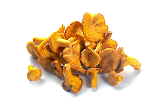 Αρκετά Φρέσκα Μανιτάρια Chanterelle Διαφόρων Μεγεθών Λευκό Φόντο Γκρο Πλαν — Φωτογραφία Αρχείου