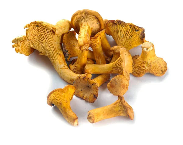 Vários Cogumelos Chanterelle Frescos Tamanhos Diferentes Fundo Branco Close — Fotografia de Stock