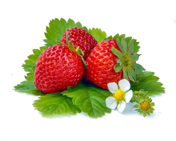 Fresas Con Hoja Verde Flores Aisladas Sobre Fondo Blanco —  Fotos de Stock