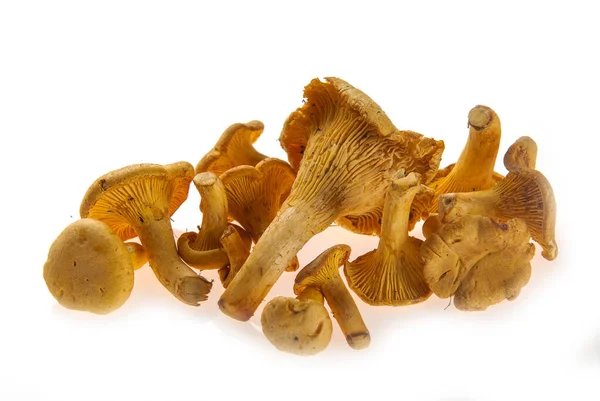 Several Fresh Chanterelle Mushrooms Different Sizes White Background Close — Stock Photo, Image