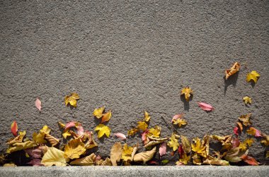 sonbahar yaprakları arka plan