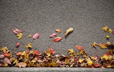 sonbahar yaprakları arka plan