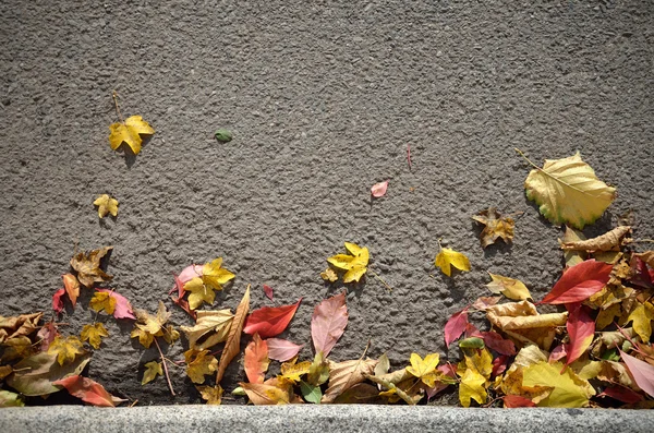 sonbahar yaprakları arka plan