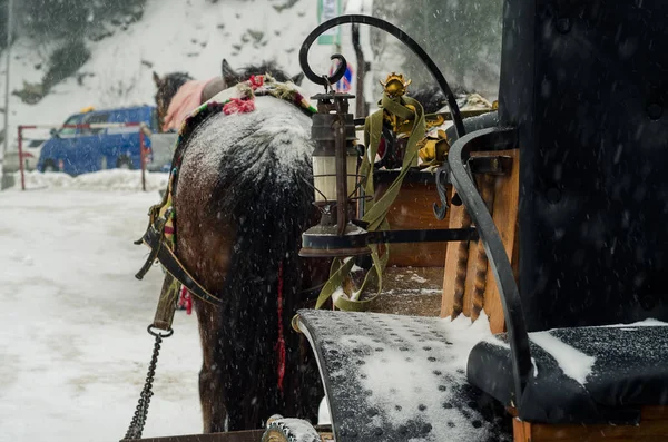 Ett team av utnyttjas hästar i snön — Stockfoto