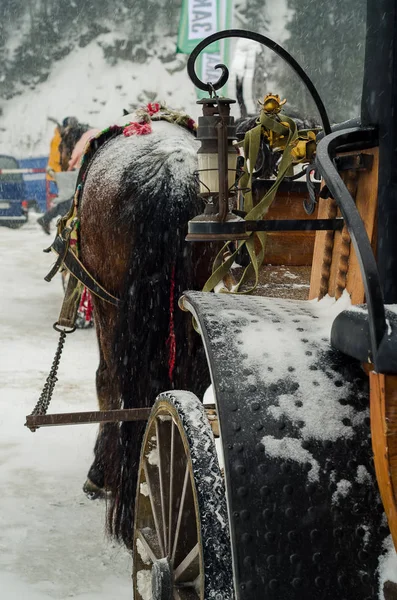 Ett team av utnyttjas hästar i snön — Stockfoto