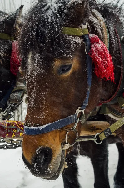 a team of harnessed horses in the snow