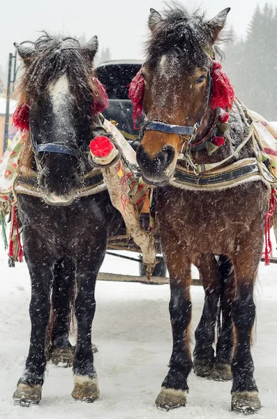 Команда в'язаних коней на снігу — стокове фото
