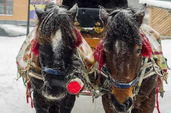 Ett team av utnyttjas hästar i snön Royaltyfria Stockbilder